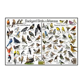 Where's Wildlife Backyard Birds of Arkansas Bird Identification Poster Divided into Year-round Residents and Seasonal Visitors - Birdwatching Nature Chart (8" x 12")