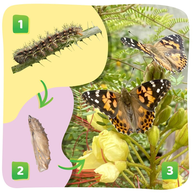 Insect Lore 2 Cups of Caterpillars Basic | 10 Live