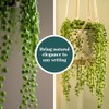 Shop Succulents String of Pearls Succulent Plant 2" Grow Pot