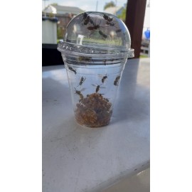 14 WET REAL Bees YELLOW JACKET WASP V Pensylanica Wet SPECIMEN INSECT