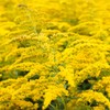 Outsidepride 10000 Seeds Perennial Solidago Stiff Goldenrod Flower Seeds for