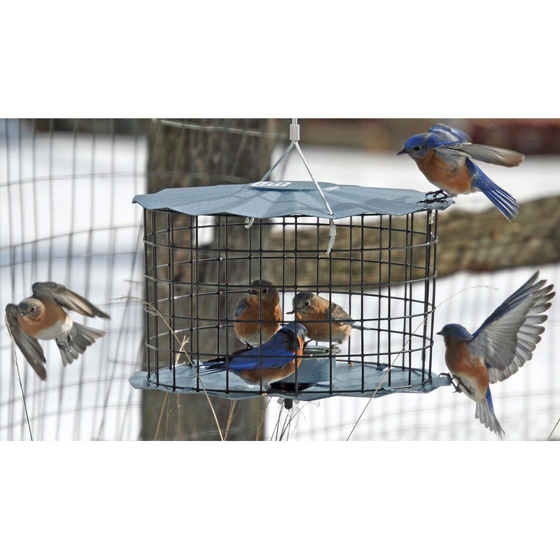 Erva Starling-Proof Barrier Guard Bluebird Feeder with Glass Mealworm Cup
