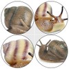 Toddmomy Landscape Decor Snail Ornaments Resin Snail Figures Garden Decorations