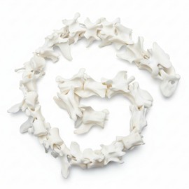 Taxidermy Real Mink Spine Decor - Model Animals Bones Specimen, Taxidermy Supplies for Science Education, Collection (Mink Spine)