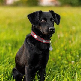 PETCARE Reflective Dog Collar with Cute Paw Rivet Studded Funny Soft PU Leather Adjustable Puppy Dog Collars for Small Medium Large Dogs Cats (Red,Small)
