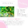 Ylang Ylang 10ml e-aroma Essential Oil Essential Oil Aroma Oil