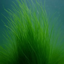 Long Sea Grass Macroalgae (Grass Rock) - Long Hair Grass Rock (1-2” Rock)