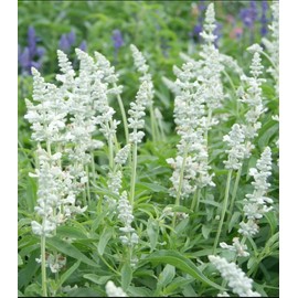 Mother Nature's Seeds Salvia, Sage VICTORIA SERIES WHITE Flowers Pollinators Bees Non-GMO 200 Seeds