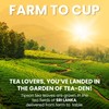 Tipson Organic Ginger Variety Sampler - 6 Flavors (60 Tea