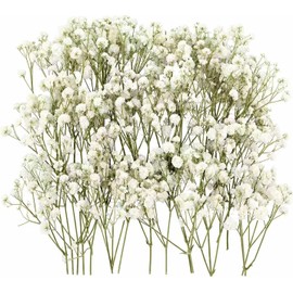 100PCS Dried Pressed Flowers,Natural Baby Breath Dried,Dry Flowers