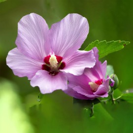 FixtureDisplays Rose Of Sharon Hibiscus Organic Live Plant w/ Roots Transplant Starter Bush