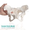 MediTrainer Life-Size Female Pelvis Skeleton Model with Elastic Cords