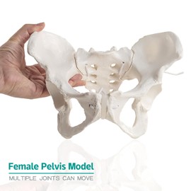 MediTrainer Life-Size Female Pelvis Skeleton Model with Elastic Cords