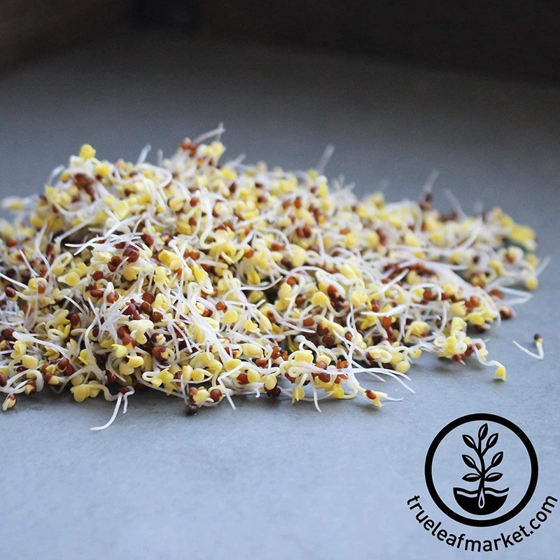 Handy Pantry Broccoli Sprouts Seed Organic- 1 Lb - Non-GMO