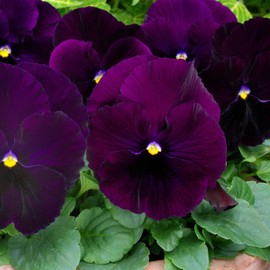 Outsidepride 1000 Seeds Viola Pansy Purple Bergwacht Flower Seeds for Planting