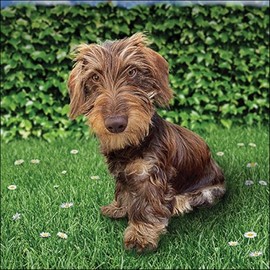 Ambiente Luncheon Napkin 33 x 33 cm with Toon Rough Haired Dachshund Motif 20 Pieces per Pack