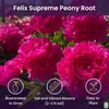 Peony Bare Root with 3-5 Eyes – Felix Supreme Peonies