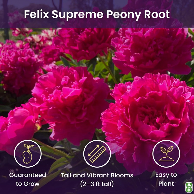 Peony Bare Root with 3-5 Eyes – Felix Supreme Peonies