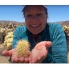 Teddy Bear Cholla Cactus (Cylindropuntia bigelovii) - Live Plant Cutting