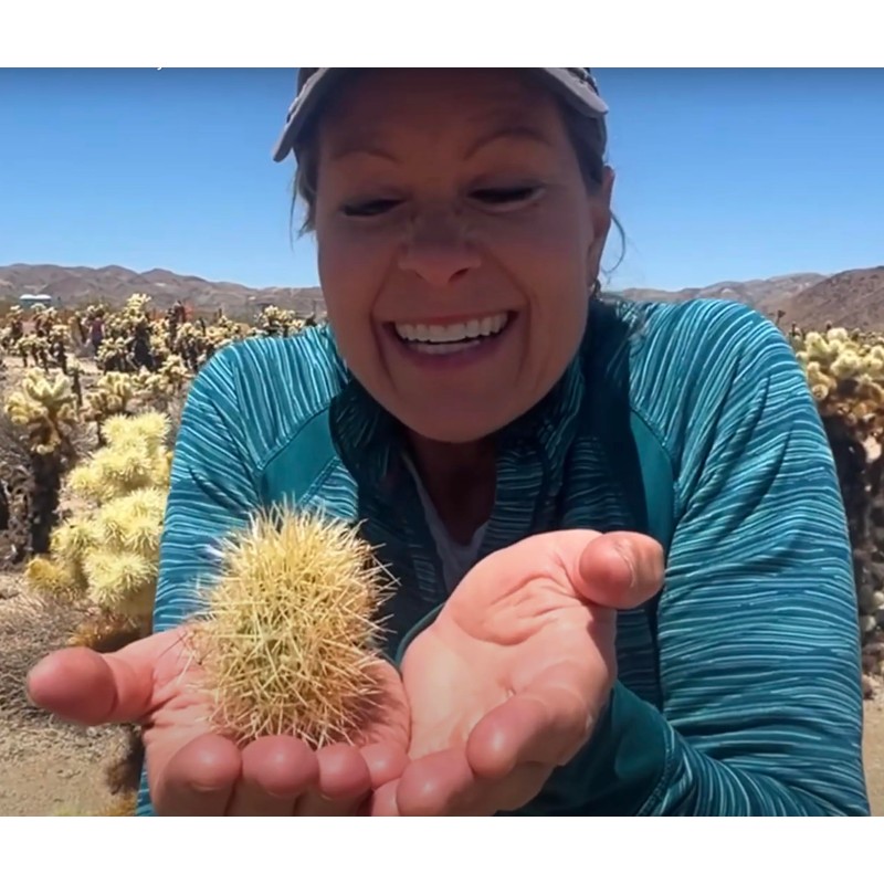 Teddy Bear Cholla Cactus (Cylindropuntia bigelovii) - Live Plant Cutting