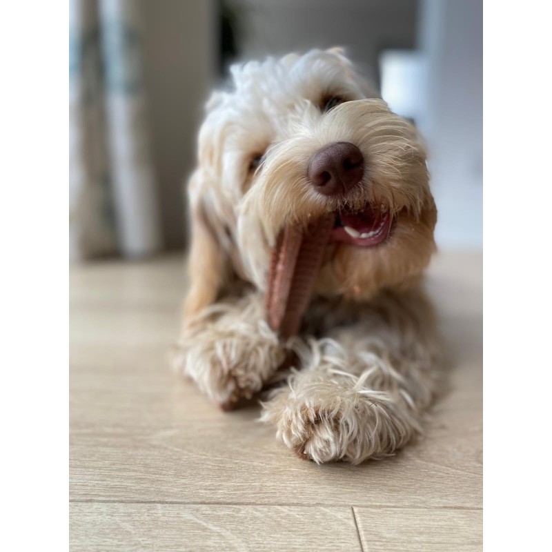 Bamboodles Peanut Butter T-Bone Dog Chew Toy - Medium