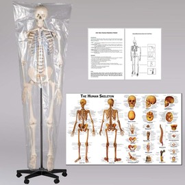 TakeTex 70.8" Life-Size Human Skeleton Model, Including Anatomical Skeleton Model + Colorful Chart + Cover