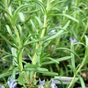 Bodhi® Natural Shampoo Rosemary Mint 200 ml - for Oily