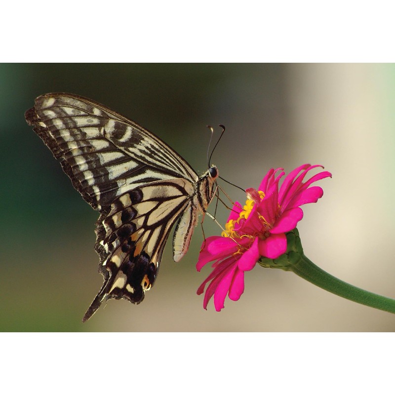 Amturf Roll & Grow Wildflower Garden Blanket, Butterfly Mix, 1'