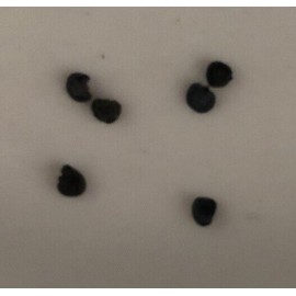 Airplane Green Spider Houseplant Green Spider Plant Seeds (6) House Plant ~ Great Air Purifier ~ Nov 2024 Harvest