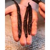 Zazou Emporium - Madagascar Vanilla Pods - Pack of 10