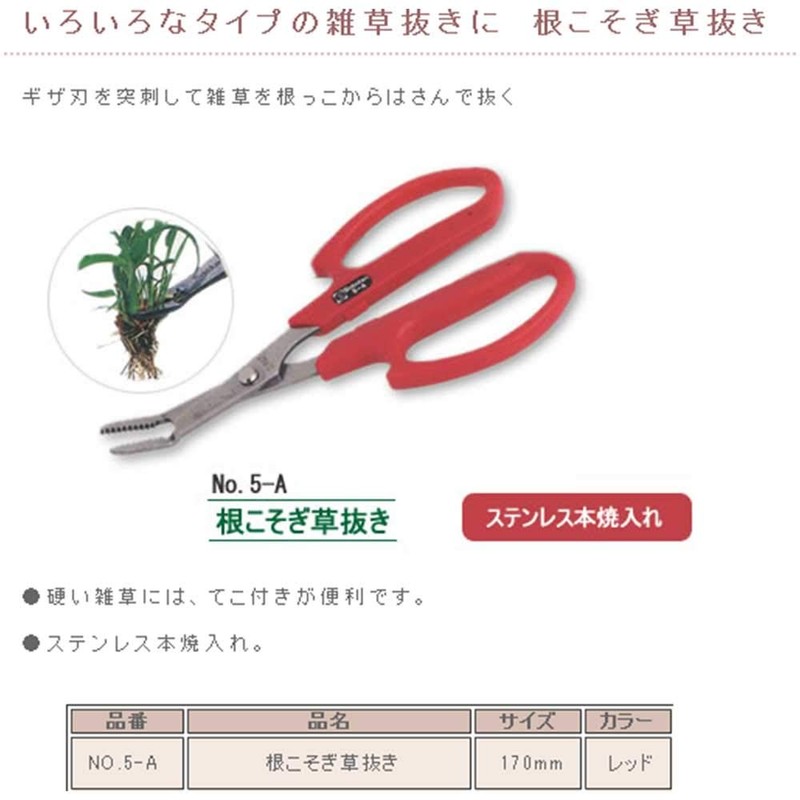 Cactus No.5-A Without grass roots