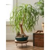 Seeds4planting - Seeds Ponytail Palm Bottle Perennial Tree