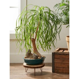 Seeds4planting - Seeds Ponytail Palm Bottle Perennial Tree