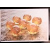 labello12012 Dragon Ball Postcards (Matte Paper)