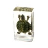 REAL BUG TE31S Turtle Specimen Block, Small