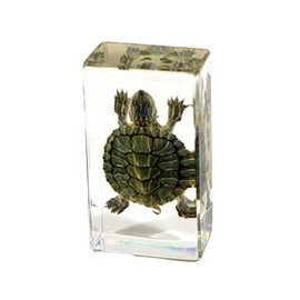 REAL BUG TE31S Turtle Specimen Block, Small