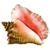 Conch Shell Porcelain Swimming Pool Mosaic (10" X 9")