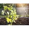 Windhager Trellis Net for the Perfect Growth of Cucumbers, Tomatoes