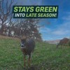 Hale Habitat & Seed Clovers, Alfalfa, & Chicory Food Plot