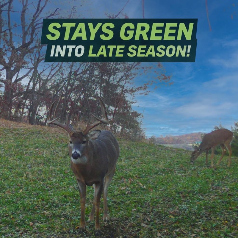 Hale Habitat & Seed Clovers, Alfalfa, & Chicory Food Plot