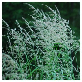 Everwilde Farms - 1 Oz Blue Joint Grass Native Grass Seeds - Gold Vault