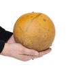 Box of 3 Dried Cannonball Gourds - 5" Diameter, Ready