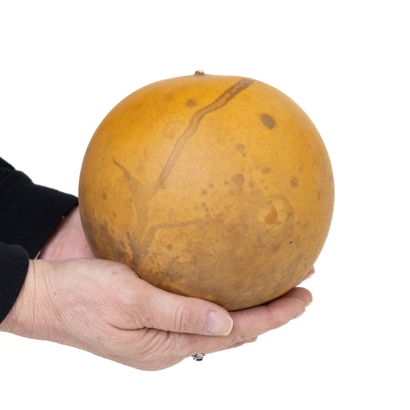 Box of 3 Dried Cannonball Gourds - 5" Diameter, Ready