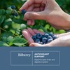 Eclectic Herb - Bilberry Capsules | Vision Health, Cardiovascular Support