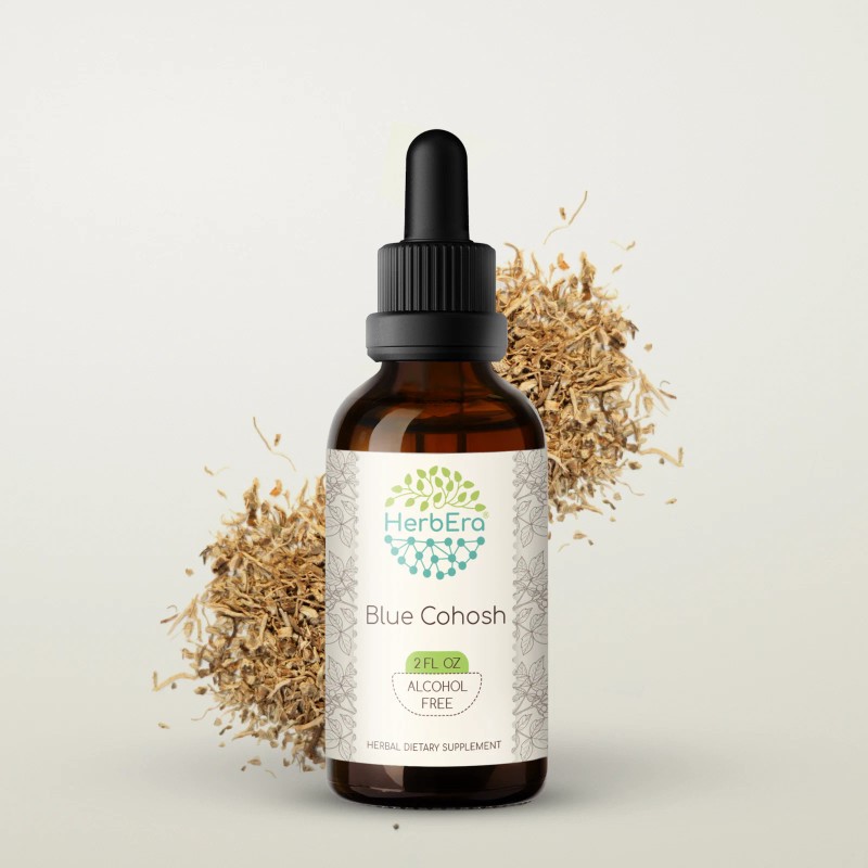HerbEra Blue Cohosh Alcohol-FREE Tincture, (Caulophyllum Thalictroides) - 2 fl