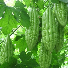 Mai's Family Vietnam Babe Short Bitter Melon Seeds F1 RD09, Khổ qua lùn. Non-GMO Heirloom - 5 Seeds