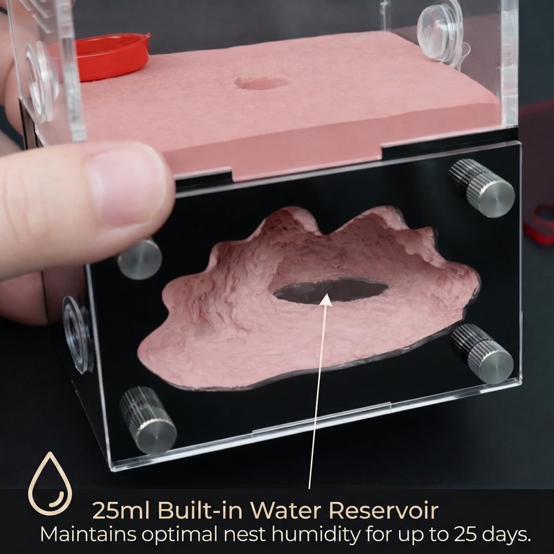 CaveView Small-Ant Nest for New Queens and Small Colonies with