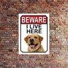 BEWARE I LIVE HERE METAL GATE SIGN YELLOW LABRADOR 200MM