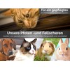 Pfotenschere Hunde Fellscheren Set Scharfe Schnittflächen 2 abgerundete Scheren 9