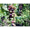 Kyoho Grape With Pot 8” Sweet Seedling Live Plant Ready